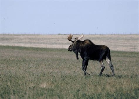 Reminder March 23 Is The Deadline To Apply For North Dakota Elk Moose