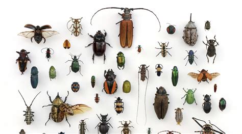 Waarom Zijn Er Zoveel Soorten Insecten Natuurwijzer