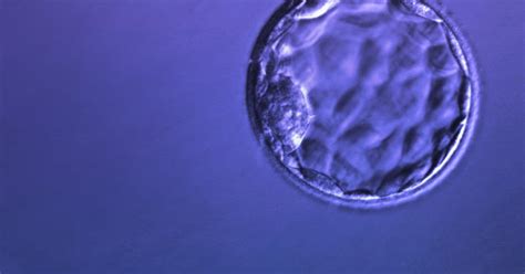 Why Single Embryo Transfers Are A Better Option The Ivf Specialists