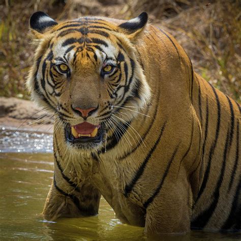 India Male Bengal Tiger Enjoys The Cool Photograph By Ralph H Bendjebar