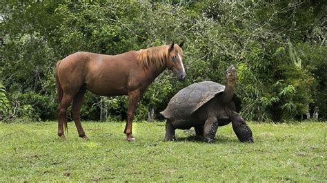 Help The Galapagos Giant Tortoise Galapagos Conservation Trust