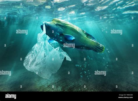 Plastic Sea Pollution Animals Hi Res Stock Photography And Images Alamy