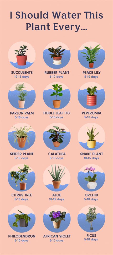 While growing, cacti and succulents should be watered at least once a week. How Often To Water Houseplants - How To Water Plants