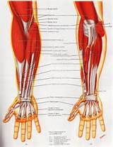 Muscle Strengthening Physiology Photos