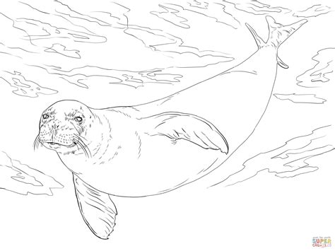 Monk Seal Coloring Online Super Coloring