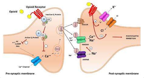 Schematic Illustration Of An Opioid Receptor Mediated Synaptic Pain