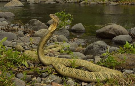 Top 10 King Cobra Facts A Dangerously Venomous Snake