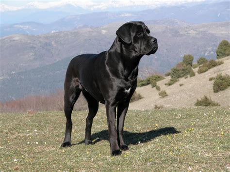 Cane Corso Breed Guide Learn About The Cane Corso