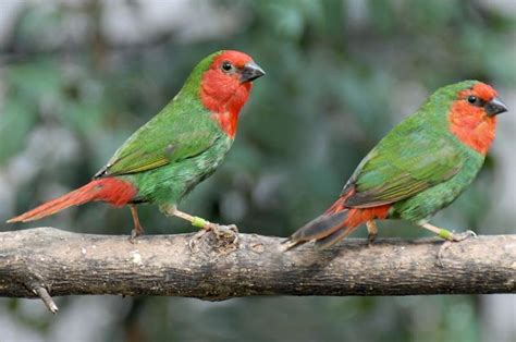 Red Faced Parrotfinch Az Birds