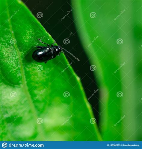 Bug On A Green Leaf Stock Image Image Of Colorful 150982235