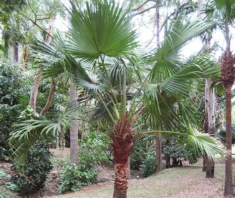 Chinese Fan Palm Tree Livistona Chinensis 650x550g Florida Palm Trees