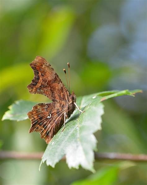 C Falter Foto And Bild Tiere Wildlife Schmetterlinge Bilder Auf