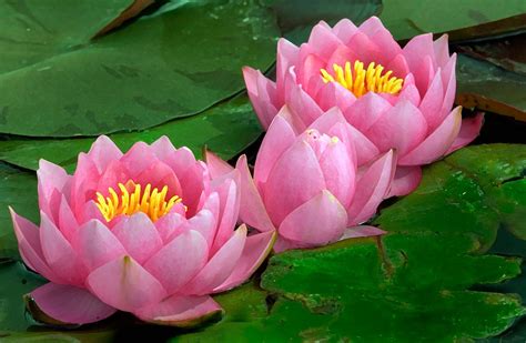 Water Lily In Malay Soakploaty