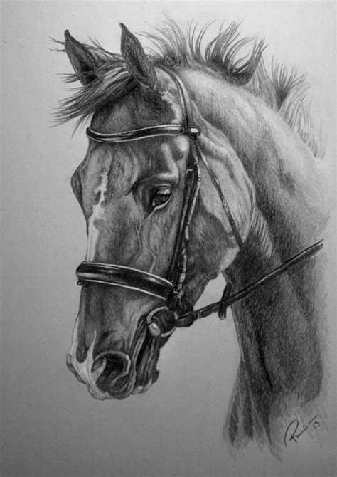 Horse Commission By Nutlu On Deviantart Realistic Animal Drawings