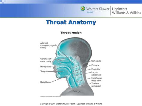 Ppt Chapter 11 Throat Thorax And Visceral Conditions Powerpoint