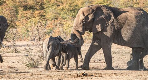 Group Of Elephants At The Kruger National Park South Africa Stock