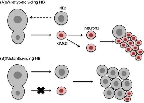 Neuroblast Self Renewal Vs Differentiation And Tumorigenesis A A
