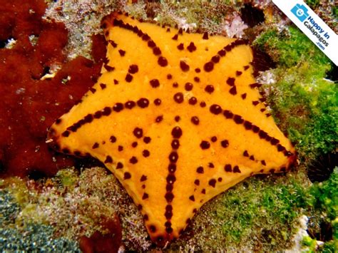 Galapagos Photos A Wonderful Chocolate Chip Starfish