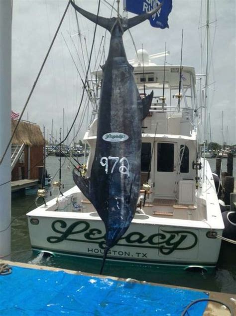 Massive Blue Marlin Breaks Texas Record By Nearly Pounds