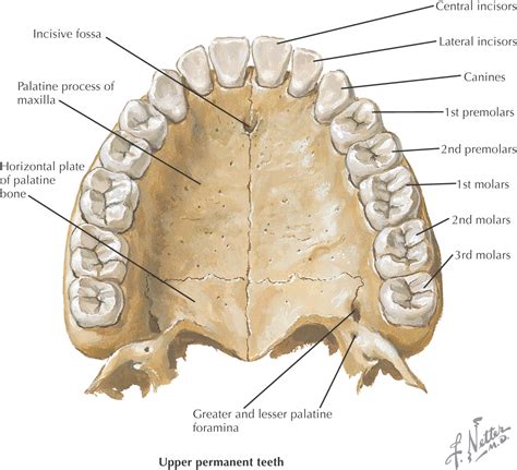 Foramen Anatomy Bone