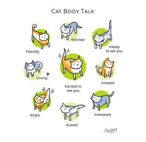 Learn To Speak Cat Cat Behavior 101 Tapinto