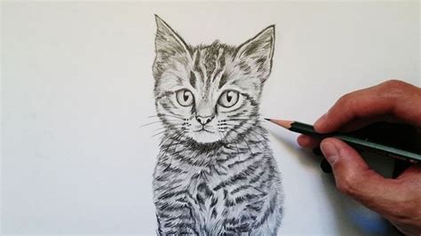Cómo Dibujar Un Gato Realista Explicado Paso A Paso Drawings Youtube