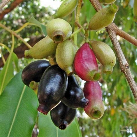 Java Plum Malabar Plum Seeds Syzygium Cumini Prijs €295