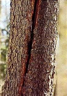 Sometimes the perfect piece of wood is not all there. Tree Dangers - InterNACHI®