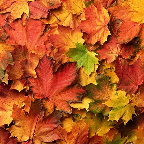 Autumn Leaves Background Colorful Maple Hd Wallpaper Wallpaperbetter