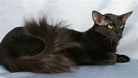 Oriental Longhair Burvet Bursa Veteriner Kliniği