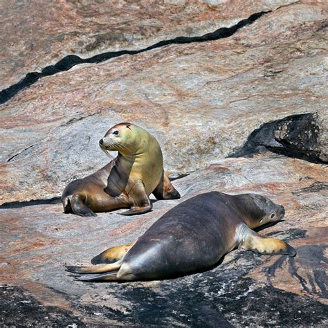 australian sea lions david bettini