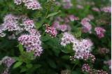 Shrub With Small Pink Flowers Images