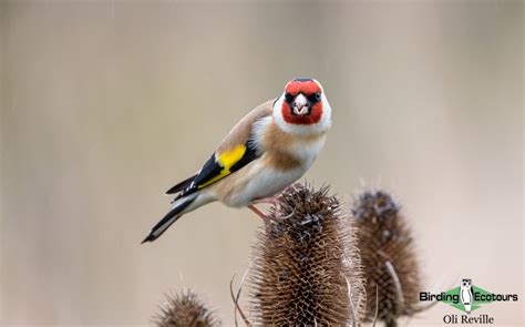 Common Garden Birds Of The United Kingdom Birding Ecotours