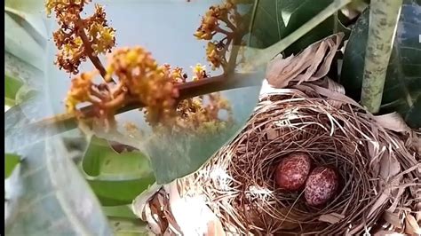 Two Eggs Of Bulbul Bird In On Tree Stock 02 All My Nests Youtube