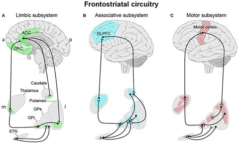 Frontiers Frontostriatal Circuitry As A Target For FMRI Based Neurofeedback Interventions A