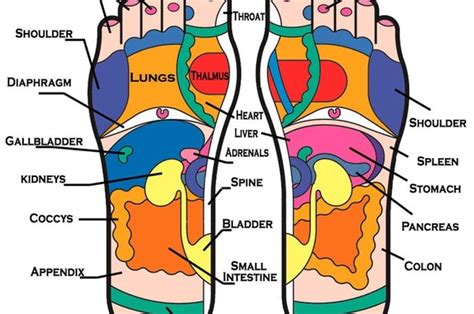 Inilah Area Titik Refleksi Kaki Dan Bagaimana Cara Kerja Refleksi Dapat Sembuhkan Masalah Organ