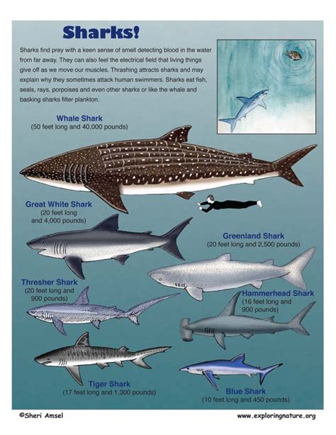 Shark Chart World Marine Species Big Shark Basking Shark Types Of