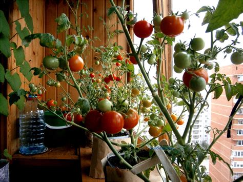 Growing Tomatoes Outdoors In Pots