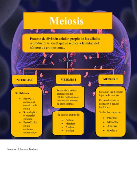 Meiosis Mapa Conceptual Meiosis Proceso De División Celular Propio