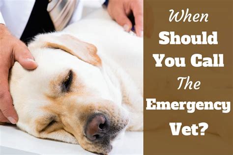 The Emergencies When You Should Call A Vet Immediately