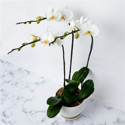 Fresh flower guarantee · 24/7 customer service · truly original gifts Flower Shop | Delivery Hong Kong | Gift Flowers HK