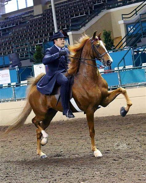This Is An American Saddlebred Park Horse Wc Undulatas Optical