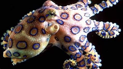 Blue Ringed Octopus Animal Ringed Blue Octopus Hd Wallpaper Pxfuel