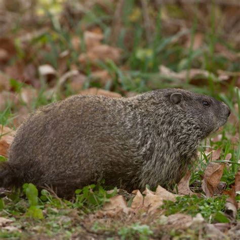 A Crazy Groundhog Lived on My Roof | HubPages