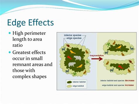 Ppt Habitat Fragmentation And Loss Powerpoint Presentation Free