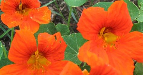 Jan 14, 2020 · exotic borders are particularly accommodating to orange flowers, where the warm colours can echo the balmy origins of the plants. Orange Nasturtiums