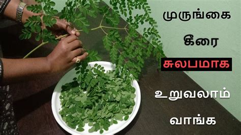 The plant has been used in cooking and herbal medicine for over 5 moringa powder made from the leaves is the most commonly available form of the plant. முருங்கை கீரை சுலபமாக உறுவது எப்படி | Moringa Leaves ...