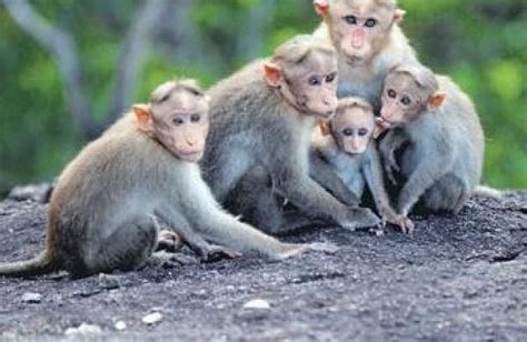 Enough Of Monkeying Around Sterilise Or Just Shoot The New Indian