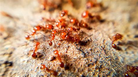 Fire Ants In Brisbane What To Do Next Paragon Pest Management