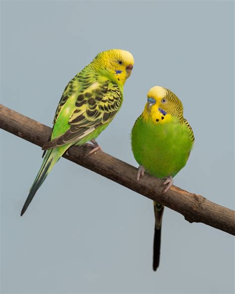 Life Span Of Parakeets A Fascinating Species In Itself Bird Eden